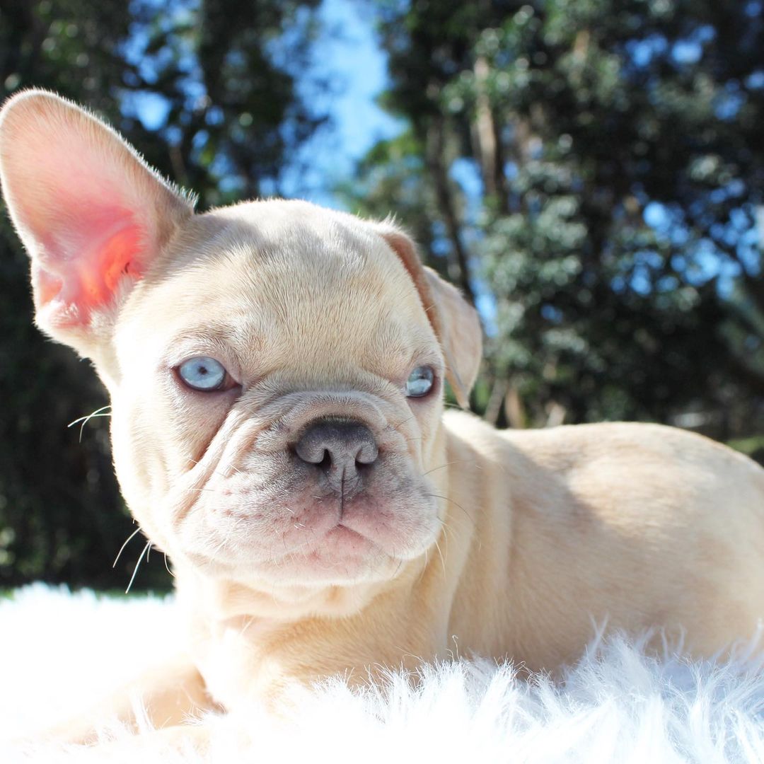 french-bulldog-mix-puppies-for-sale-french-bulldog-mix-puppies