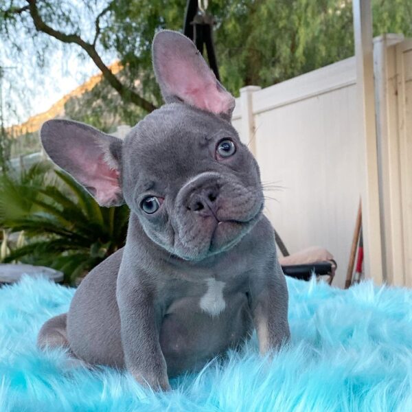 french bulldog puppies for sale california/cheap french