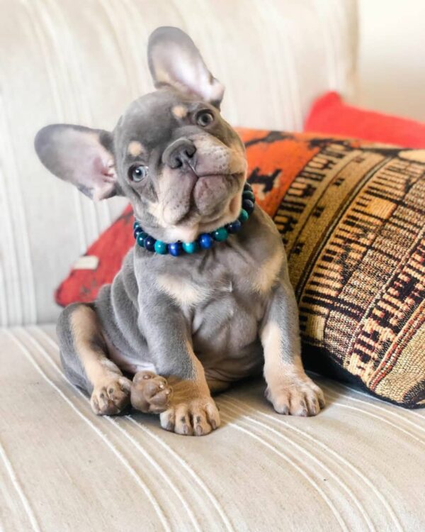 french bulldog for sale maryland