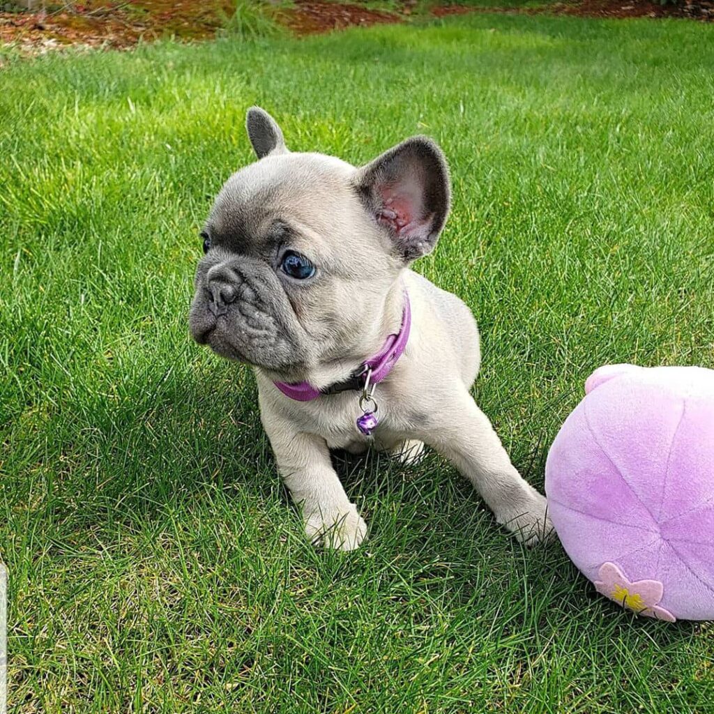 buying-french-bulldog-puppy-french-bulldog-puppy-breeders