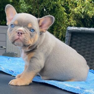 french bulldog for sale craigslist