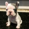 french bulldog dogs for sale