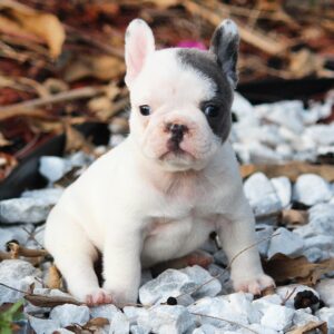 french bulldog dogs for sale