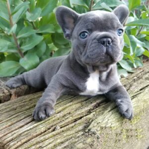 blue french bulldog puppies for sale