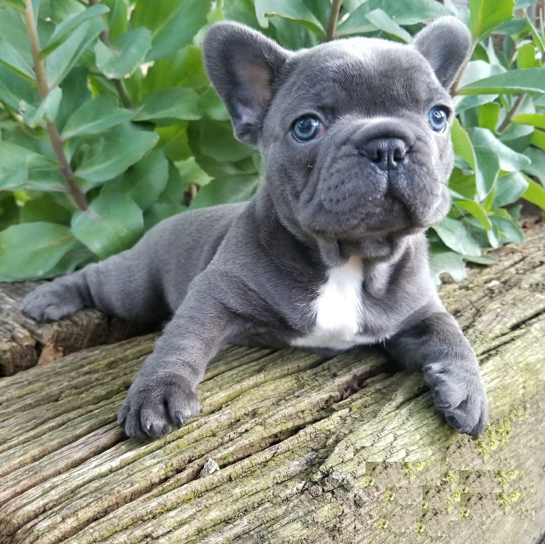 blue-french-bulldog-puppies-for-sale-merle-french-bulldog-for-sale