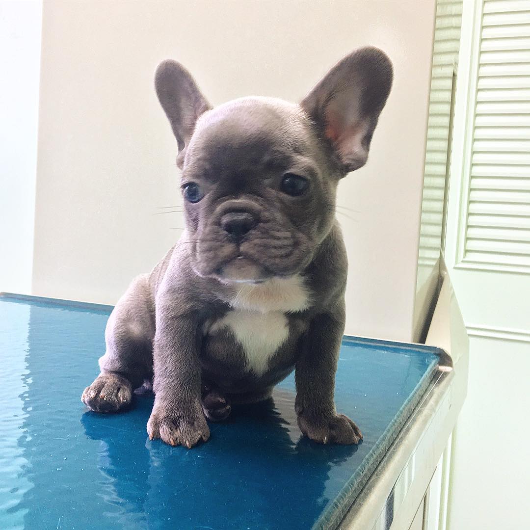 french bulldog puppies for sale in michigan/puppy french bulldog for sale