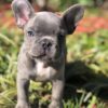 french bulldog puppies for sale in michigan