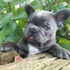 blue french bulldog puppies for sale