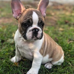 french bulldog puppy for sale near me