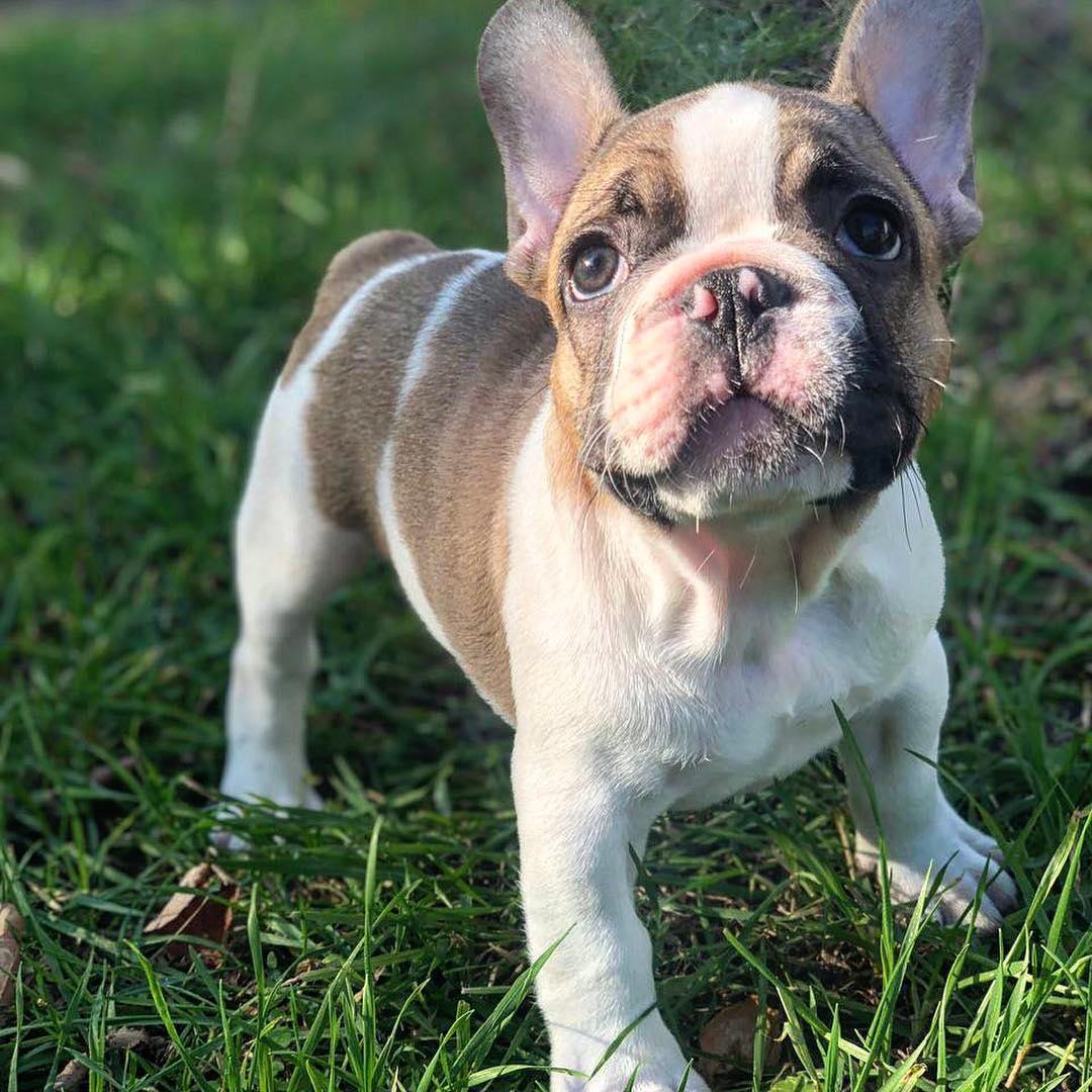 french bulldog puppy for sale near me/dog for sale