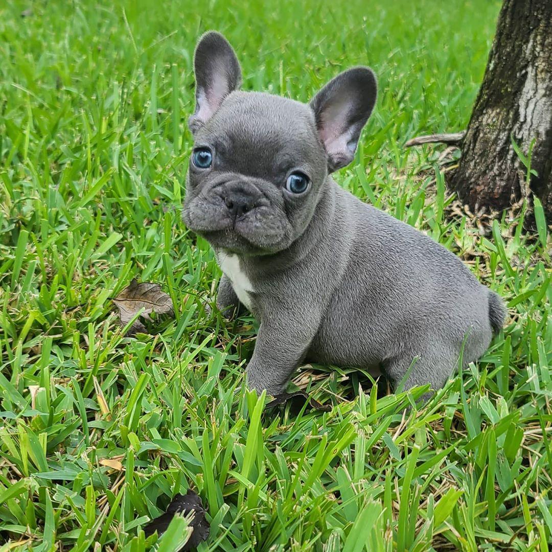 French Bulldogs for sale/Frenchies for sale near me