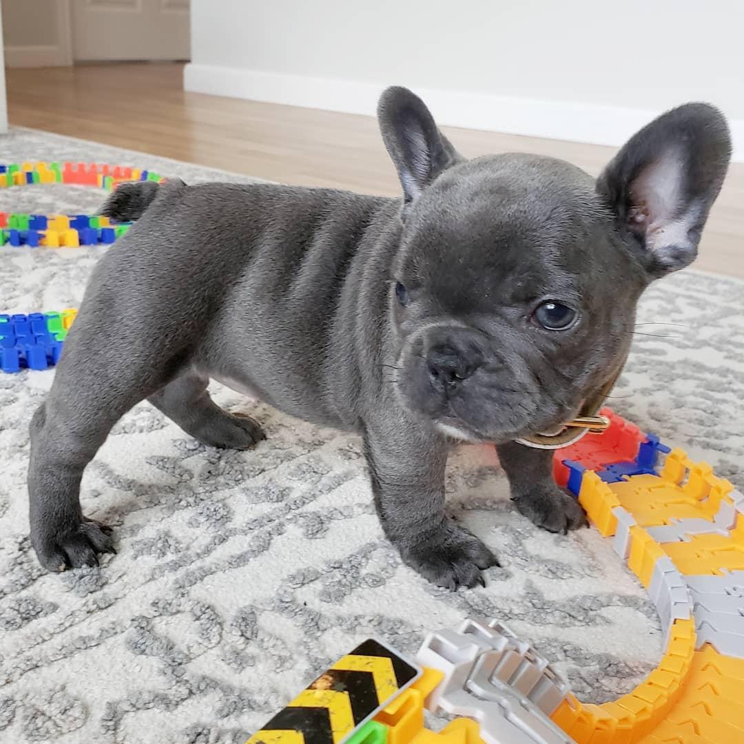 French Bulldogs for sale/Frenchies for sale near me