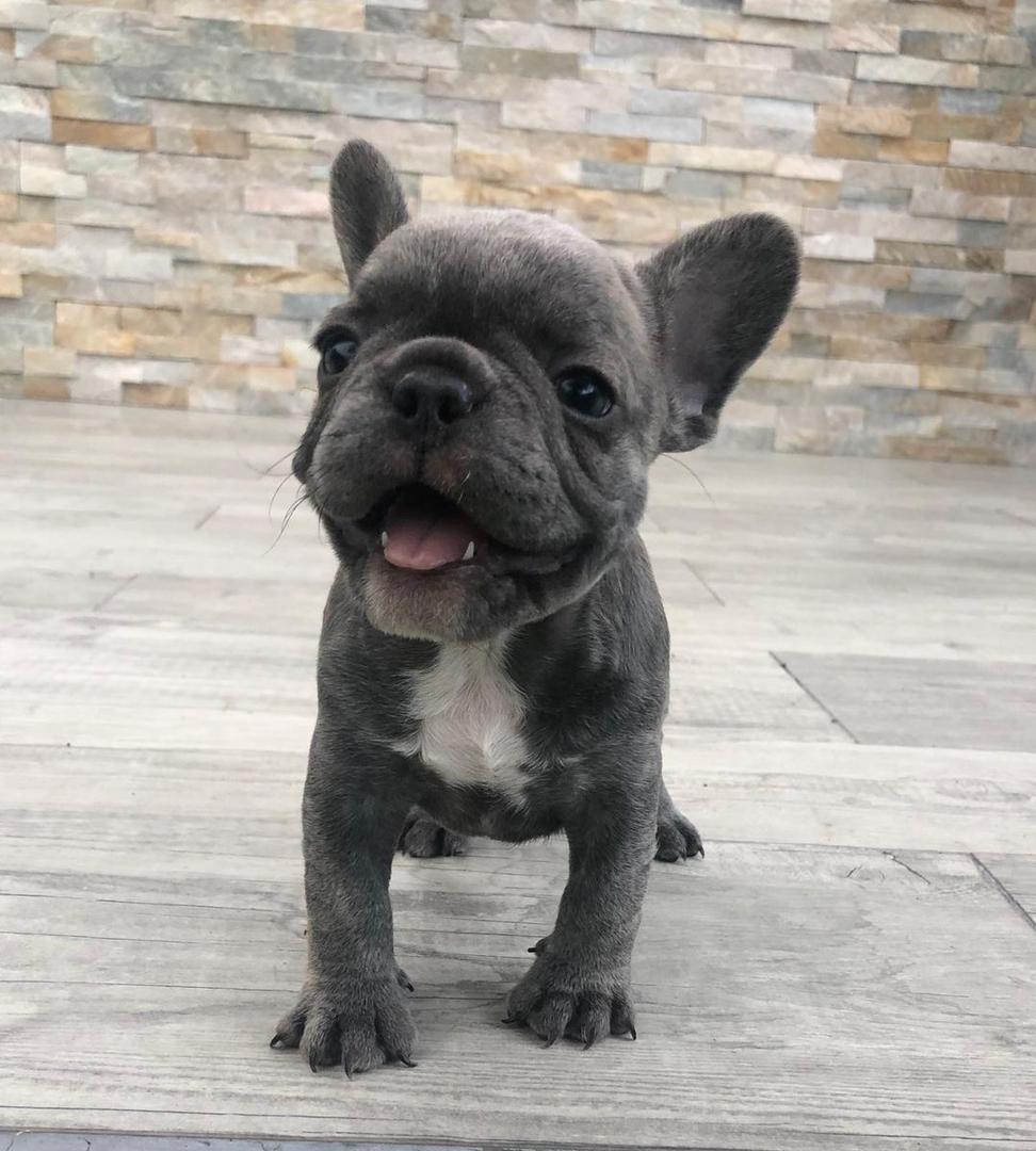 French Bulldogs for sale/Frenchies for sale near me