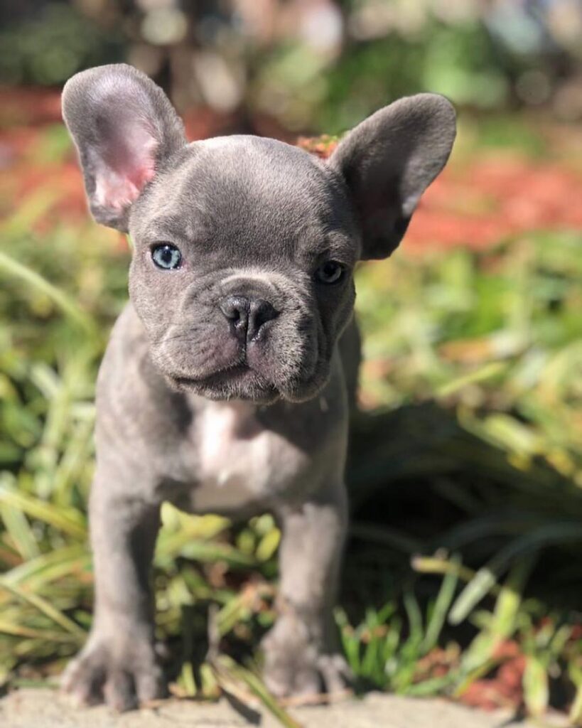 french bulldog puppies for sale under 1000/french bulldogs for sale