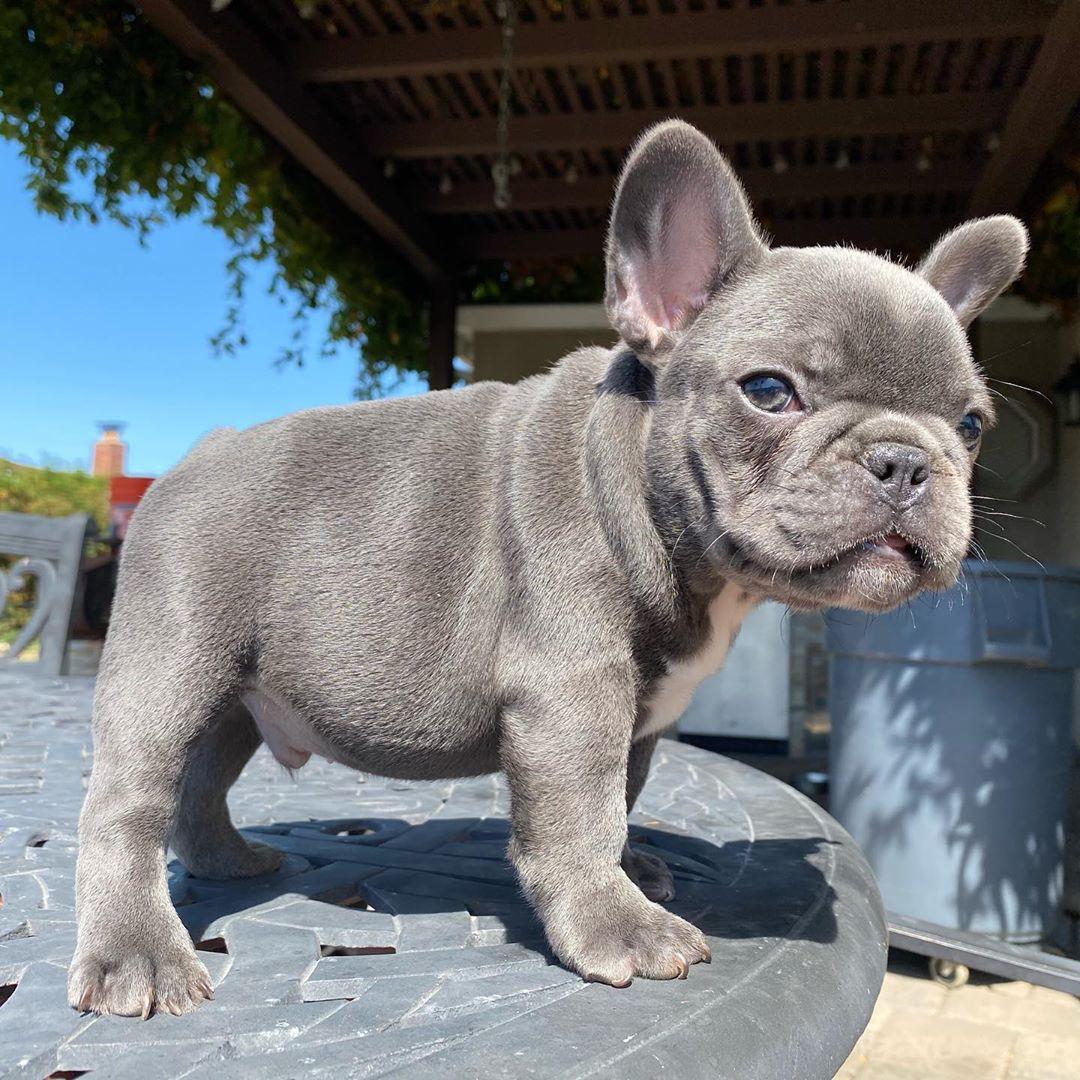 merle french bulldog for sale/french bulldog puppies near me