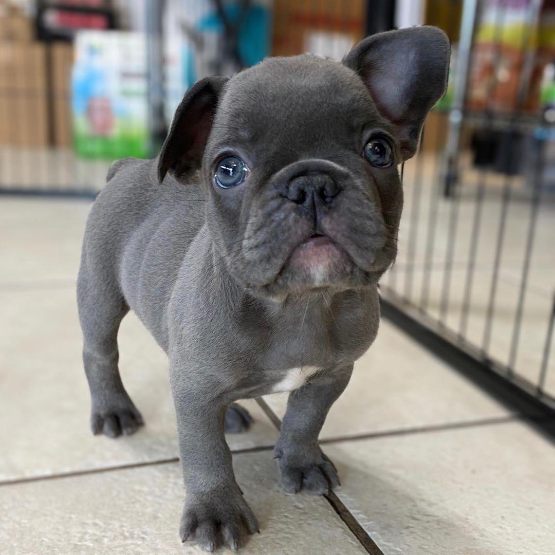 blue french bulldog for sale/blue french bulldog puppies for sale
