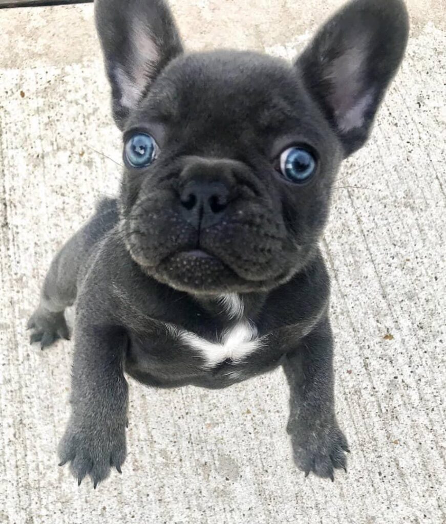 cheap french bulldog puppies for sale/cheap french bulldog puppies