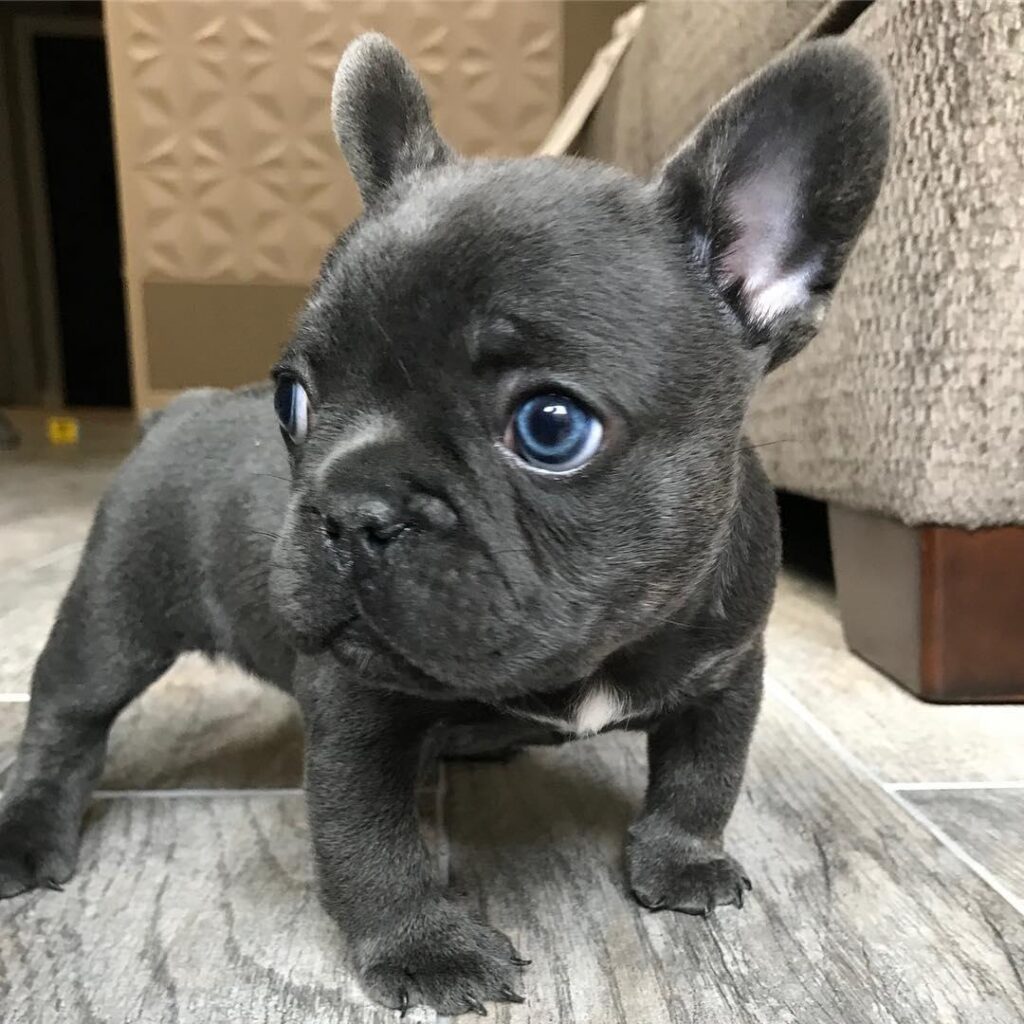 cheap french bulldog puppies for sale/cheap french bulldog puppies