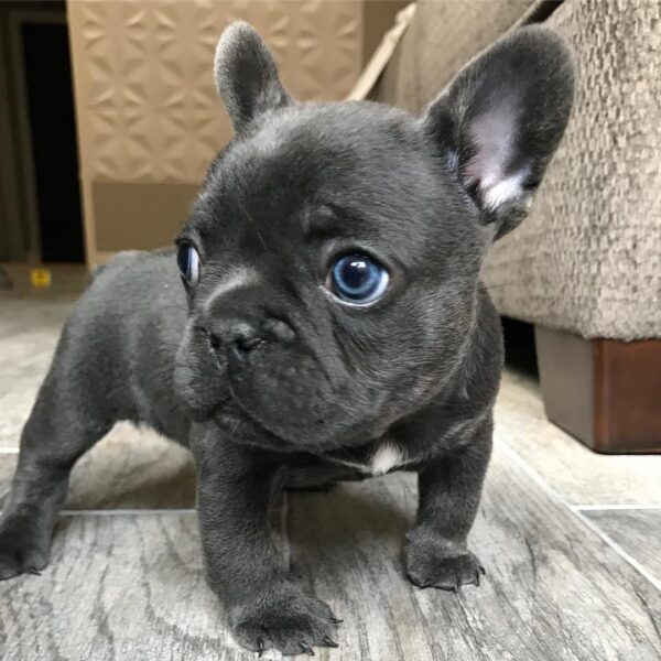 cheap french bulldog puppies for sale