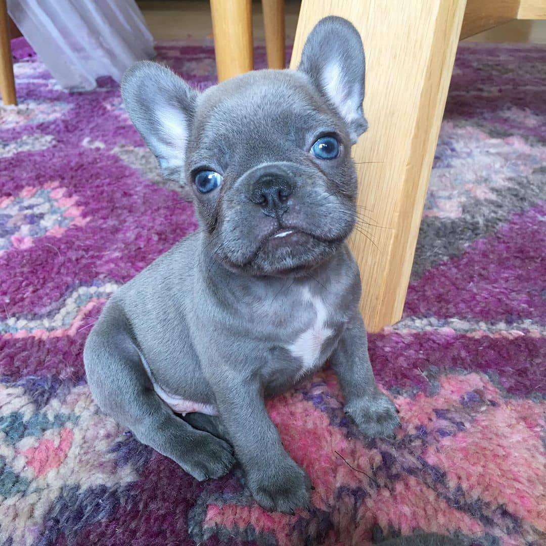 mini french bulldog for sale/french bulldogs for sale near me