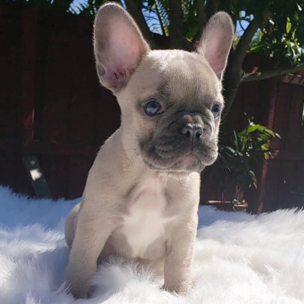 french bulldog for sale los angeles/frenchies for sale near me