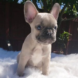 french bulldog for sale los angeles