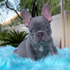 french bulldog puppies for sale california