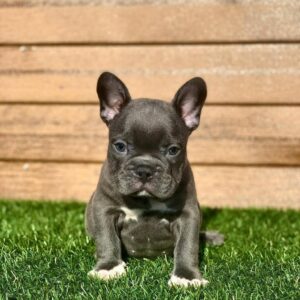  french bulldog puppies for sale colorado