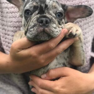 french bulldog puppies