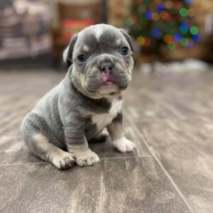 frenchies for adoption