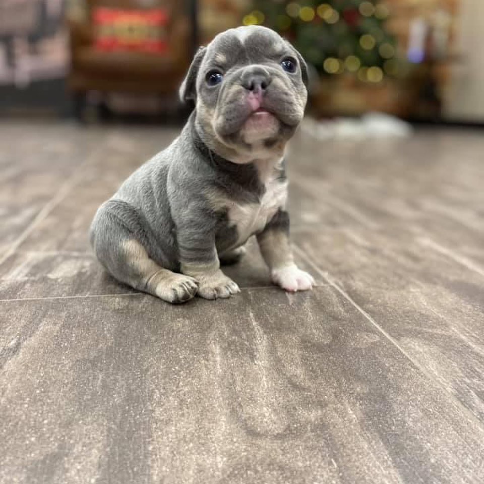 frenchies for adoption/merle frenchie price