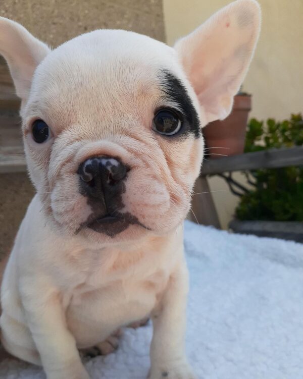 french bulldogs for sell
