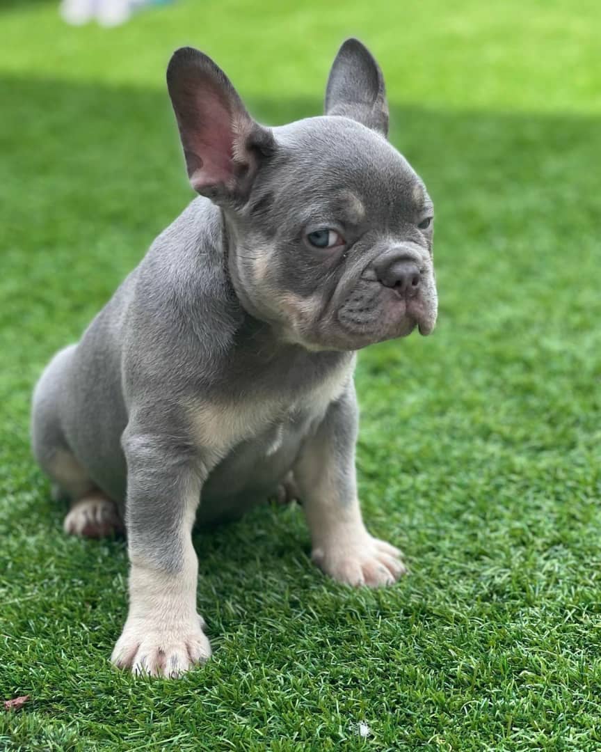 french bulldog puppies for sale/frenchies for sale