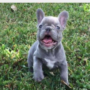 cost of french bulldog pup