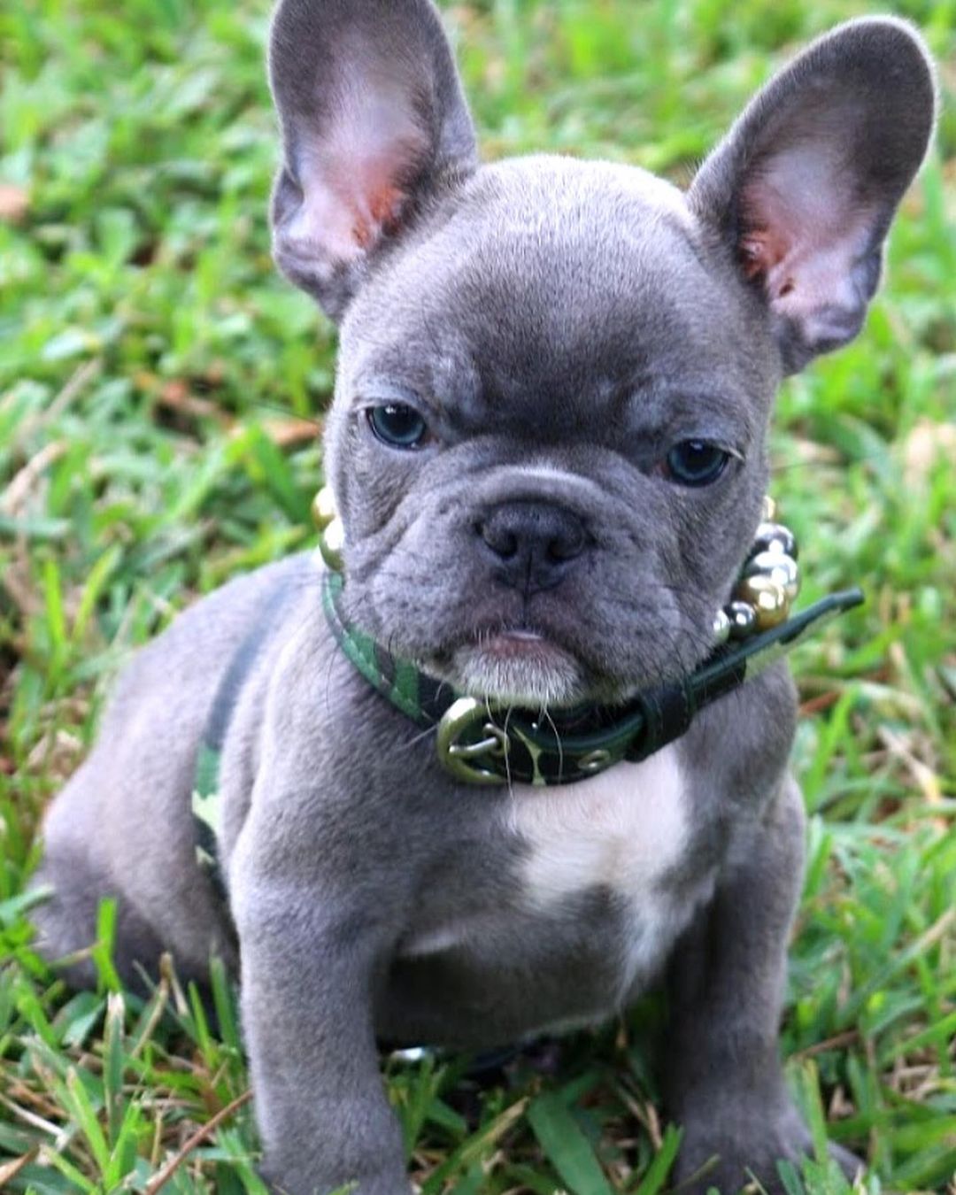 french bulldogs in minnesota/blue french bulldog puppies for sale