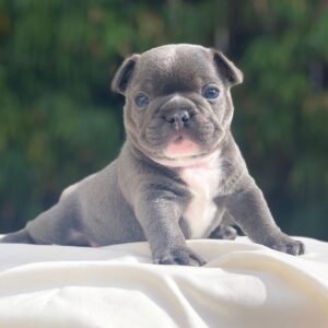 affordable french bulldog puppies