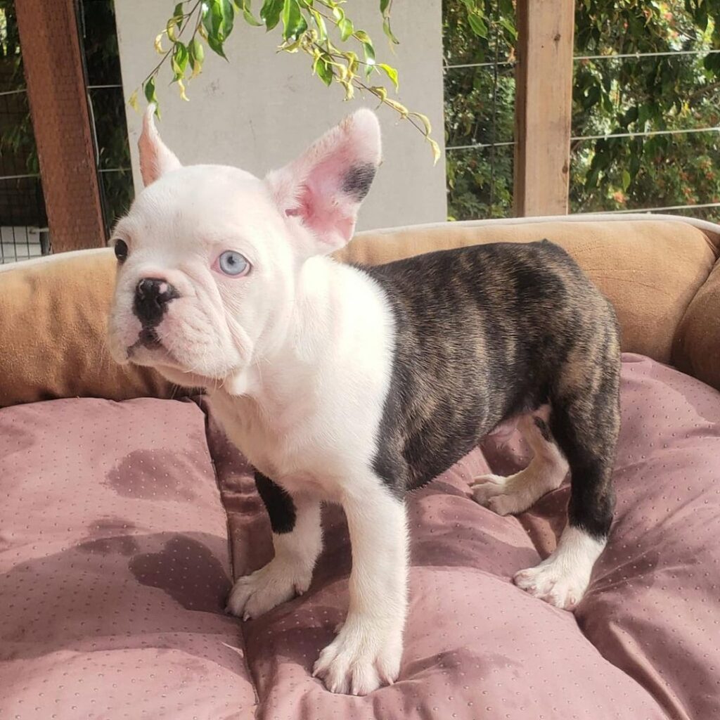 Great French Bulldog Kentucky in 2023 The ultimate guide 