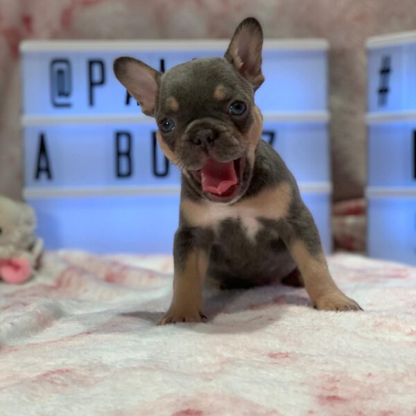 merle french bulldog for sell