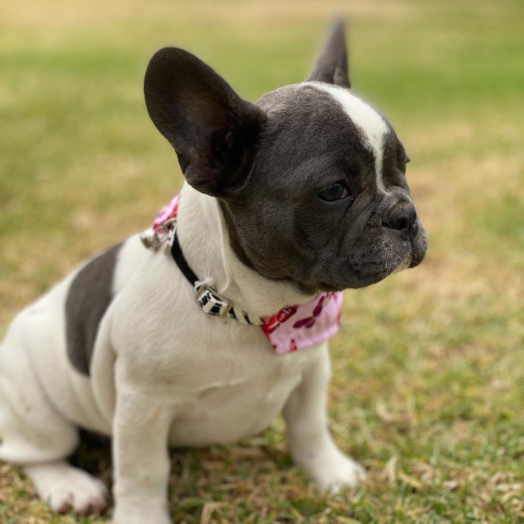 bulldog puppies for sale/french bulldog puppies for sale