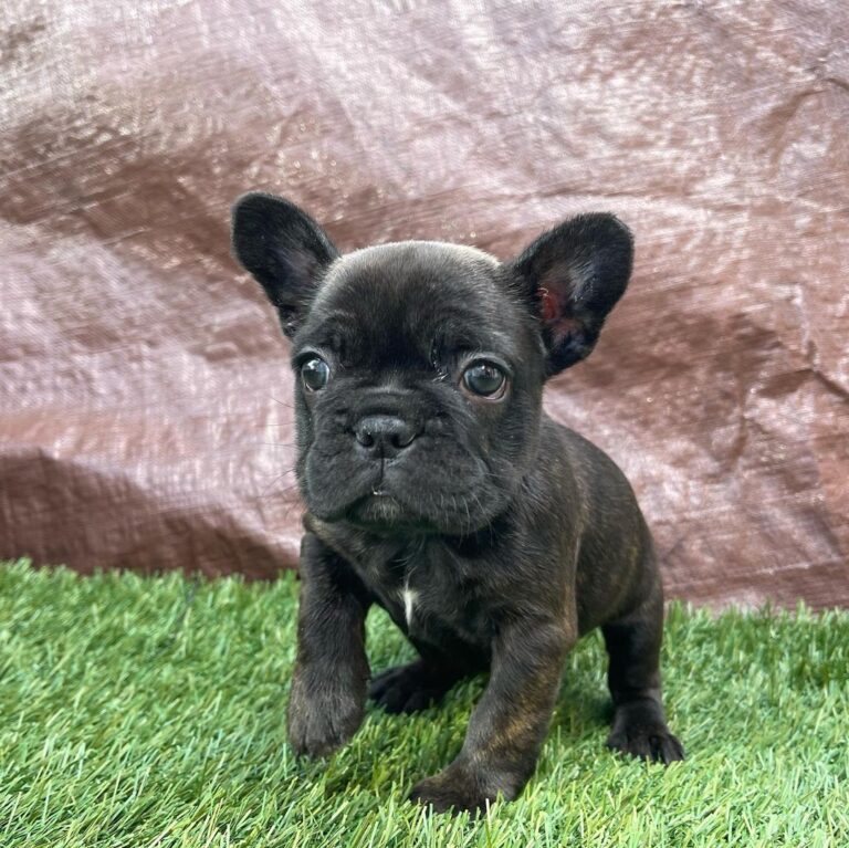 french pitbull puppy/teacup french bulldog puppies for sale