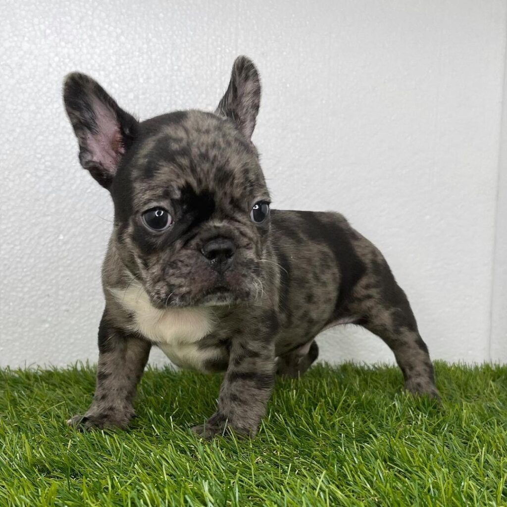 fawn brindle french bulldog/fawn french bulldog puppies for sale