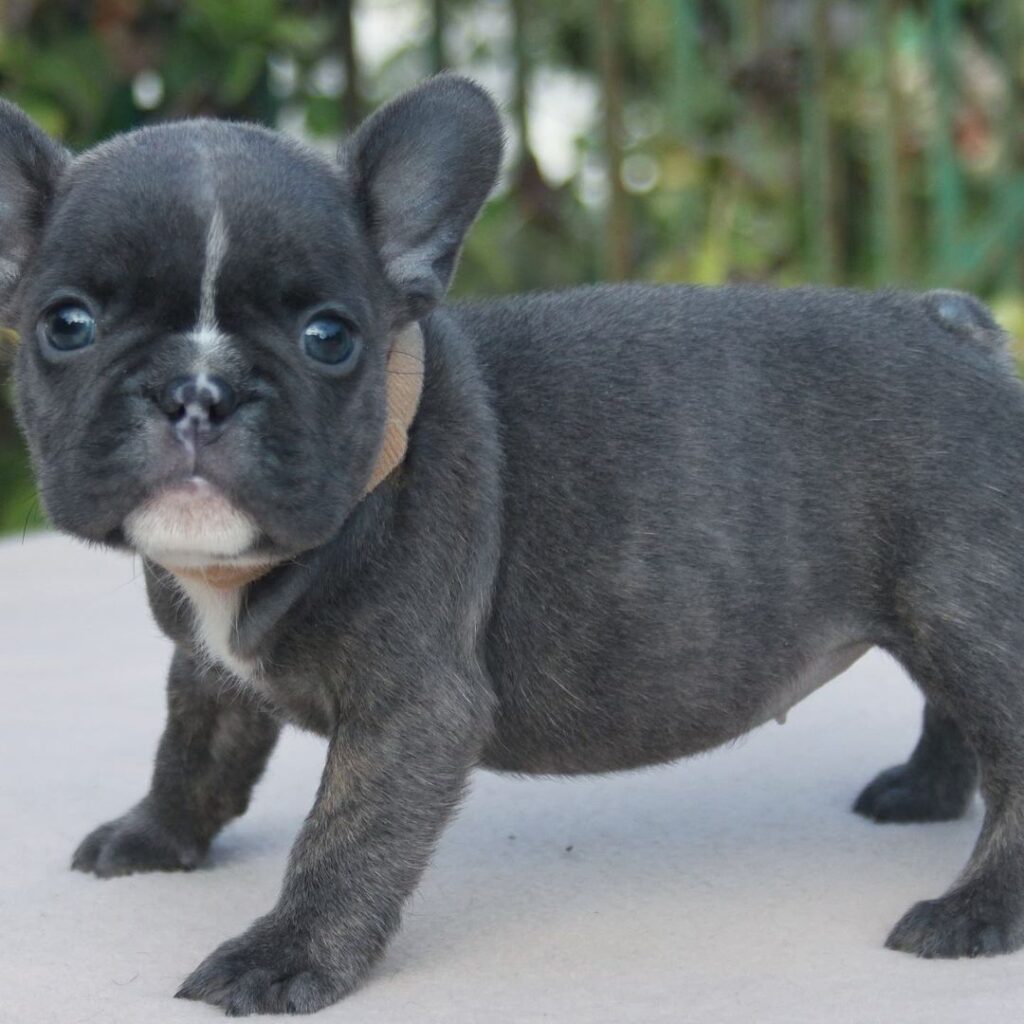 blue frenchie for sale/blue french bulldog puppies for sale