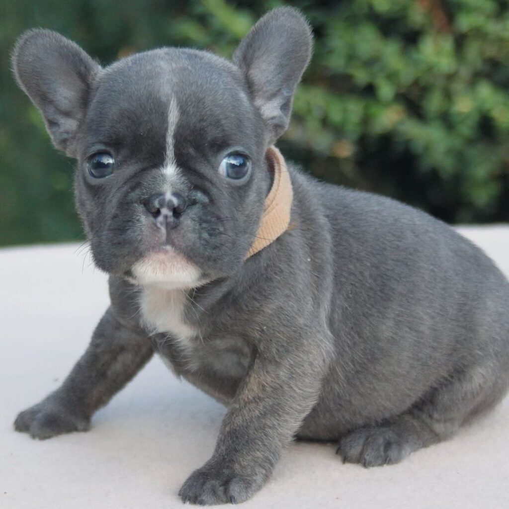 blue frenchie for sale/blue french bulldog puppies for sale
