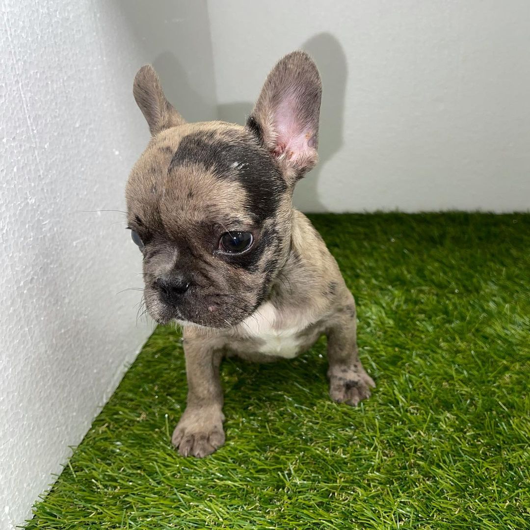 fluffy french bulldog/french bulldog price