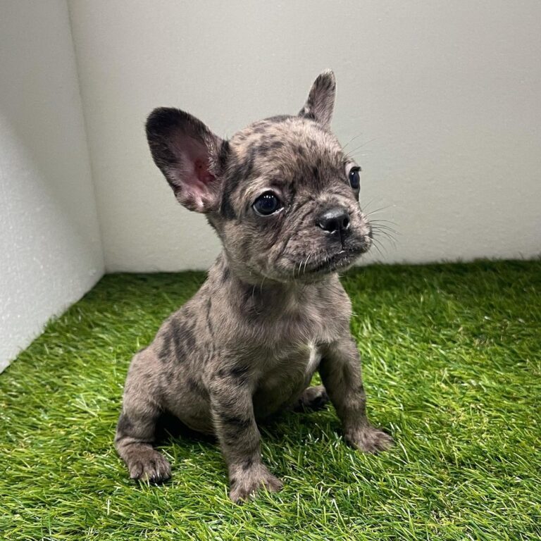 french bulldogs/cheap french bulldog puppies for sale near me