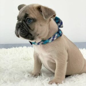 cheap french bulldog puppies under $500