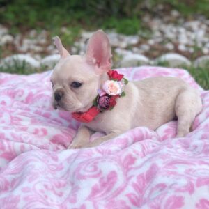 baby French bulldogs