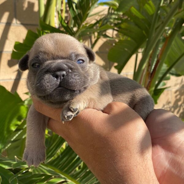 micro french bulldog puppies for sale