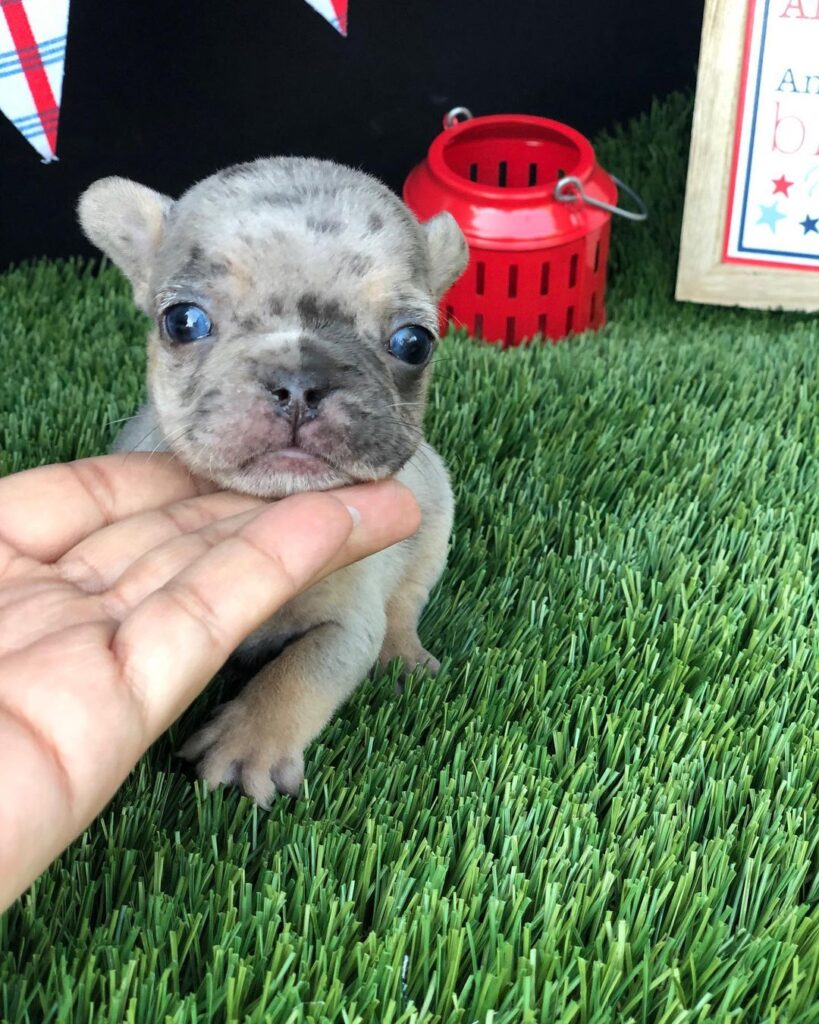 lilac tan merle french bulldog/lilac frenchie for sale/lilac merle frenchie