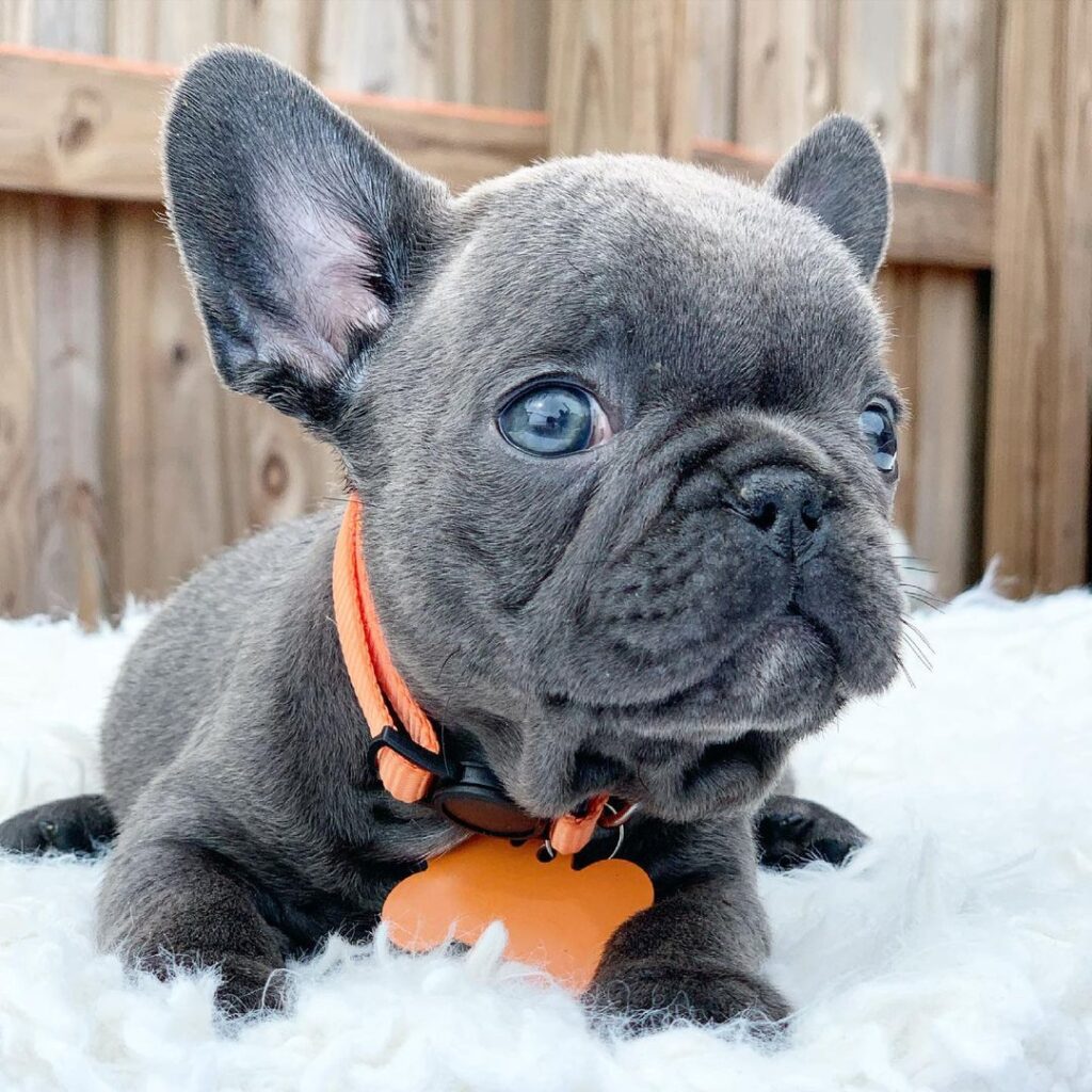 lady gaga french bulldog/french bulldog puppies for sale